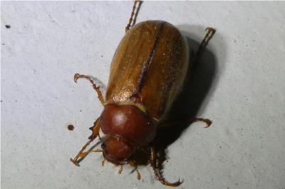 <i>Rhizotrogus</i>