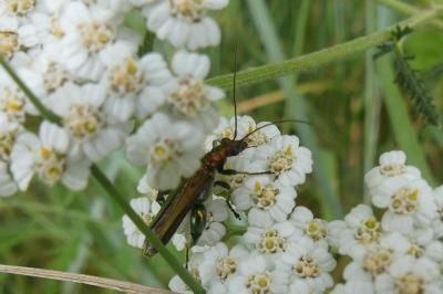 <i>Oedemera flavipes</i>
