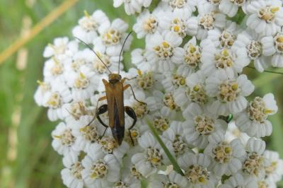 <i>Oedemera podagrariae</i>