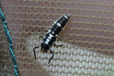 <i>Propylea quatuordecimpunctata</i>