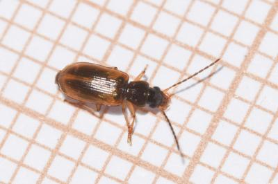 <i>Anthracus consputus</i>