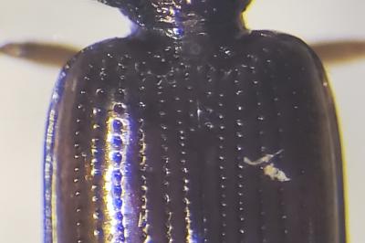 <i>Bembidion lunulatum</i>