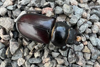 <i>Lucanus cervus</i>