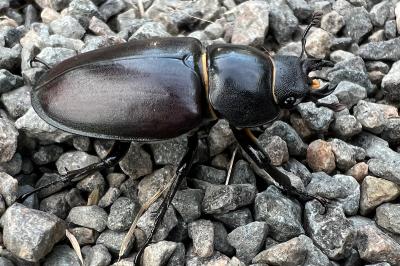 <i>Lucanus cervus</i>