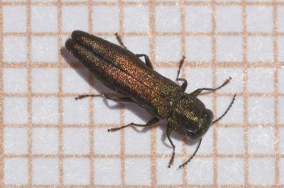 <i>Agrilus angustulus</i>