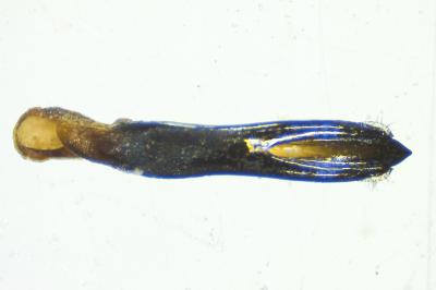 <i>Agrilus angustulus</i>