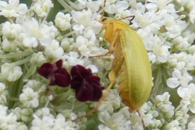 <i>Cteniopus sulphureus</i>