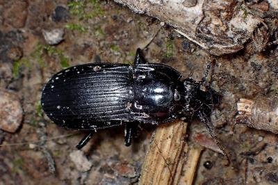 <i>Abax parallelepipedus</i>