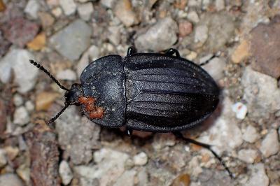 <i>Silpha carinata</i>