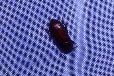 <i>Uloma culinaris</i>