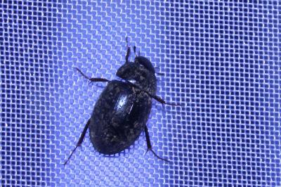 <i>Hydrobius fuscipes</i>