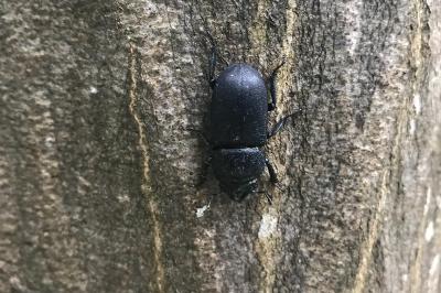 <i>Dorcus parallelipipedus</i>