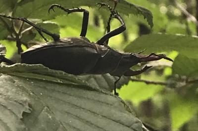 <i>Lucanus cervus</i>