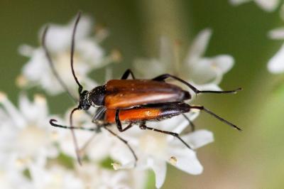 Stenurella melanura