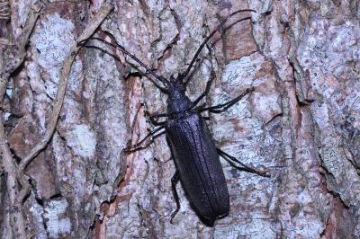 <i>Aegosoma scabricorne</i>
