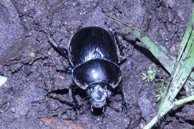 <i>Anoplotrupes stercorosus</i>