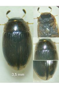 <i>Cercyon laminatus</i>