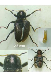 <i>Limnius muelleri</i>