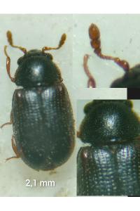 <i>Sphindus dubius</i>