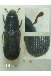 <i>Stenoscelis submuricata</i>