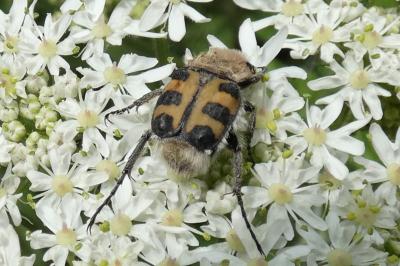 <i>Trichius gallicus</i>