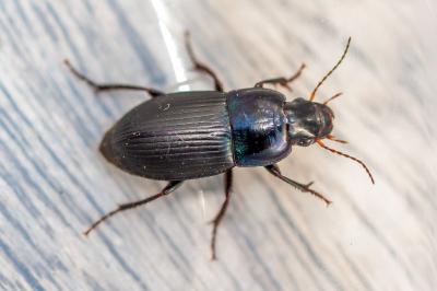 <i>Harpalus dimidiatus</i>