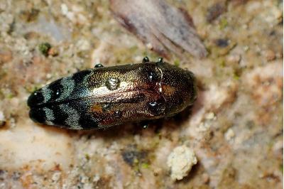 <i>Coraebus fasciatus</i>