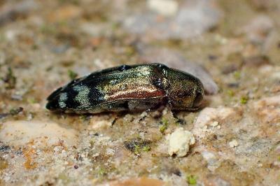 <i>Coraebus fasciatus</i>