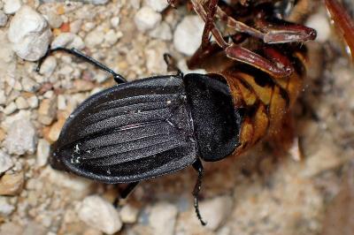 <i>Silpha carinata</i>