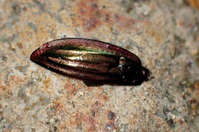<i>Carabus auratus</i>