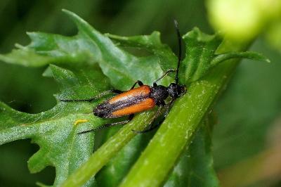<i>Stenurella melanura</i>