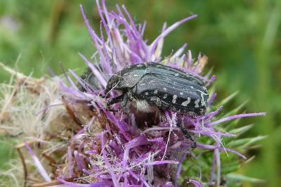 <i>Oxythyrea funesta</i>