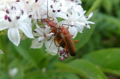 <i>Rhagonycha fulva</i>