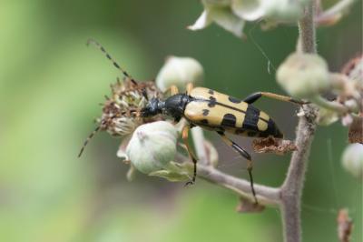 <i>Rutpela maculata</i>