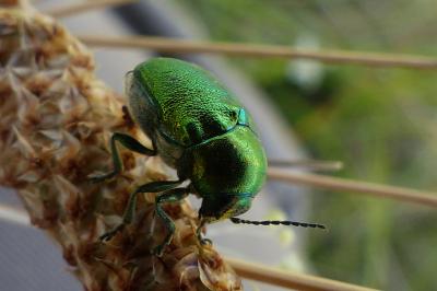<i>Cryptocephalus</i>