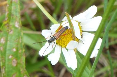 <i>Stenopterus rufus</i>