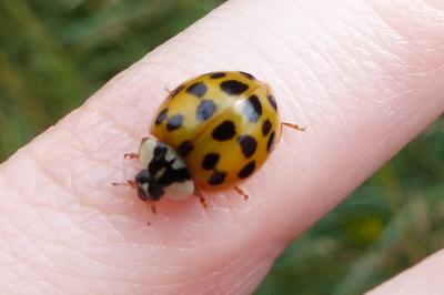 <i>Harmonia axyridis</i>