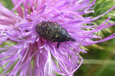 <i>Larinus turbinatus</i>