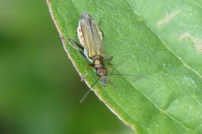 <i>Oedemera flavipes</i>