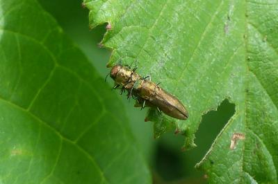 <i>Agrilus</i>