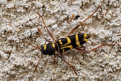<i>Xylotrechus arvicola</i>