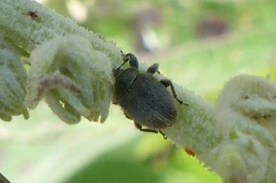 <i>Rhinusa tetra</i>