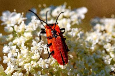 Lygistopterus sanguineus