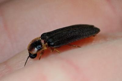 <i>Lampyris noctiluca</i>