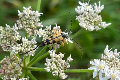 <i>Rutpela maculata</i>