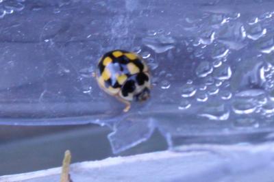 <i>Propylea quatuordecimpunctata</i>