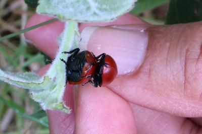 <i>Chrysomela populi</i>