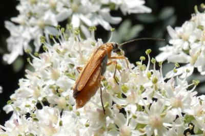 <i>Oedemera podagrariae</i>