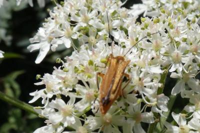 <i>Oedemera podagrariae</i>