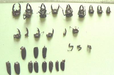 <i>Lucanus cervus</i>